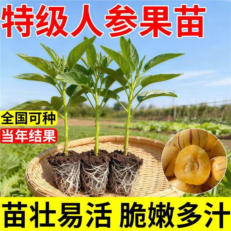 云南人参果苗奶香清甜水果苗秧苗盆栽地栽南方北方四季食用水果