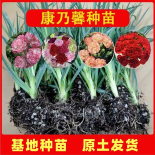 重瓣康乃馨花苗多颜色高杆大花庭院绿植懒人易种活盆栽小苗母亲节
