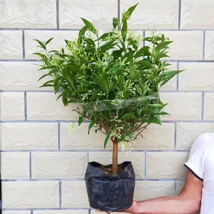 夜来香盆栽四季开花树苗室内阳台浓香型驱蚊花卉植物老桩净化空气