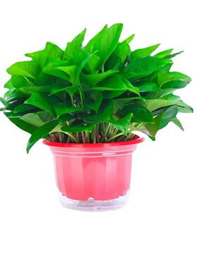 绿植盆栽 180大叶绿萝盆栽花卉绿植长藤室内桌面水培植物基地直发