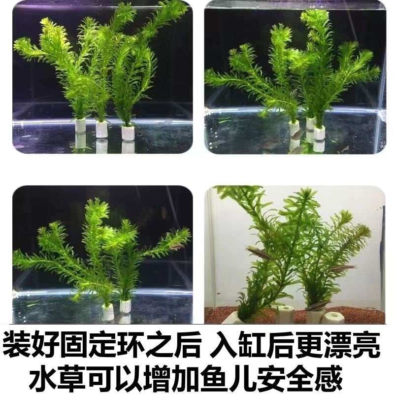 养鱼缸水草缸装饰造景蜈蚣草懒人盆栽淡水族箱增氧水植物用品设备。