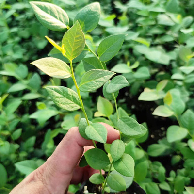 余禾蓝梅组培苔藓苗脱毒蓝莓树果苗南北高从幼苗盆栽地栽阳台庭院