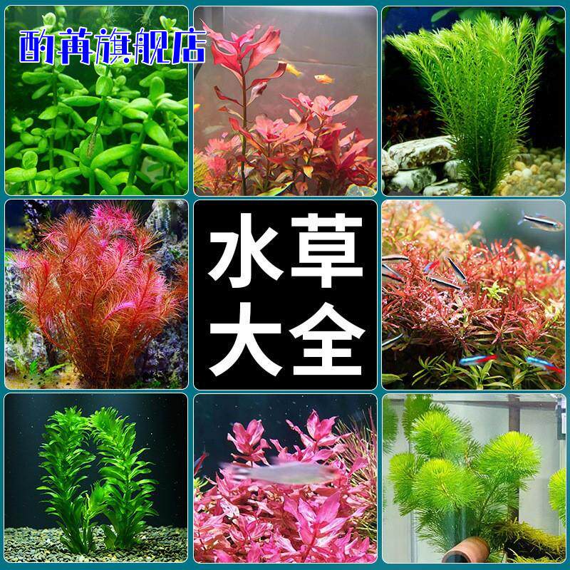 鱼缸仿真水草装饰品柔软塑料假