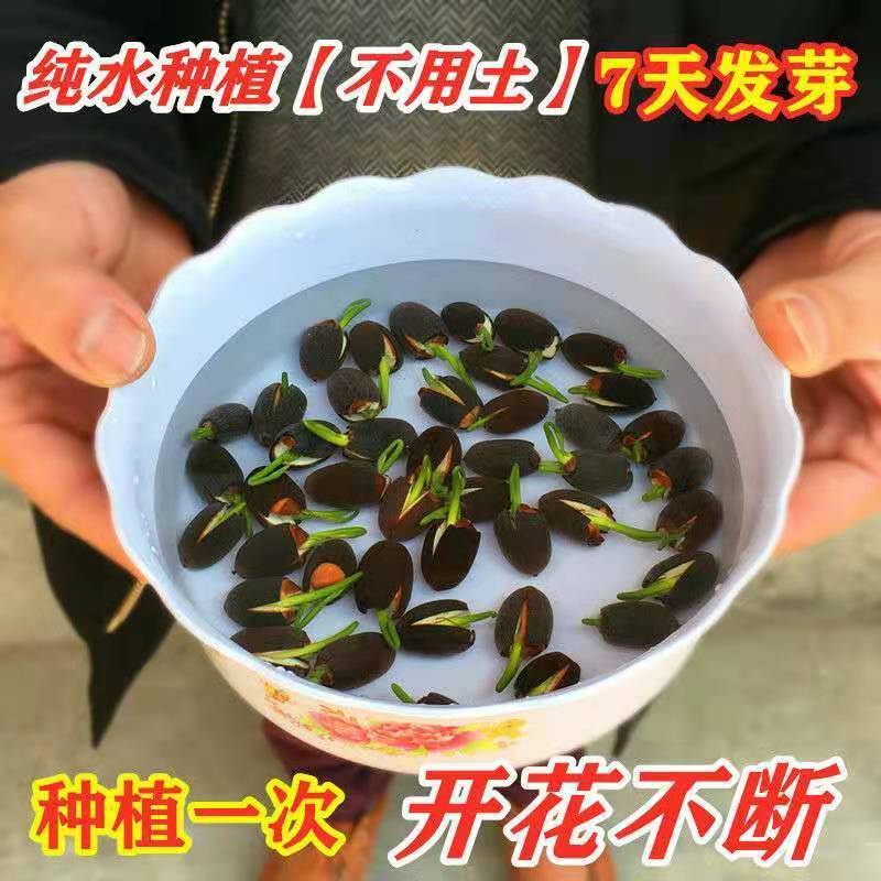 碗莲水中圣母荷花花卉水培绿植盆栽水培四季开花鱼缸水草植物碗荷