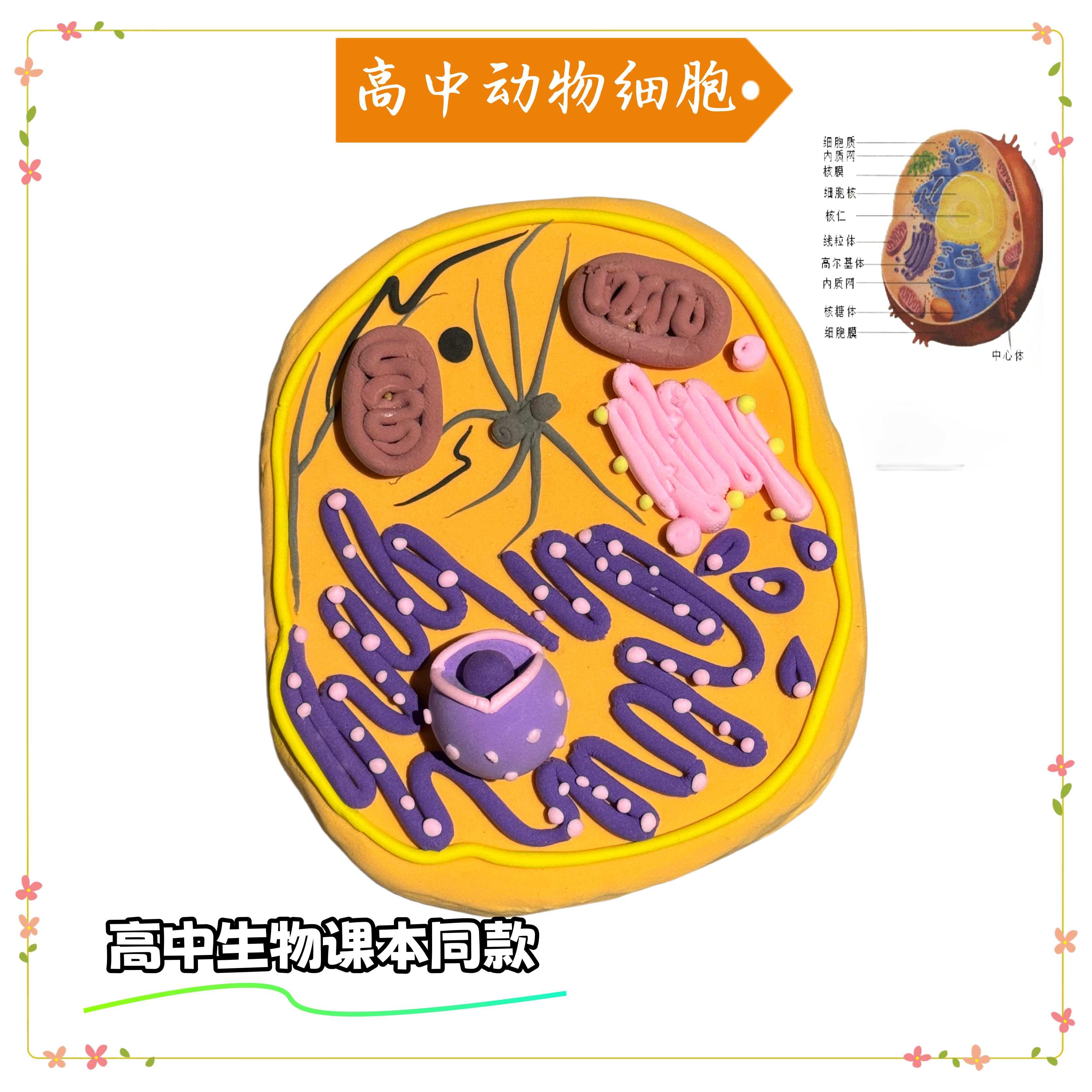 生物真核细胞模型初高中手工动物植物材料包成品DNA双螺旋结构模