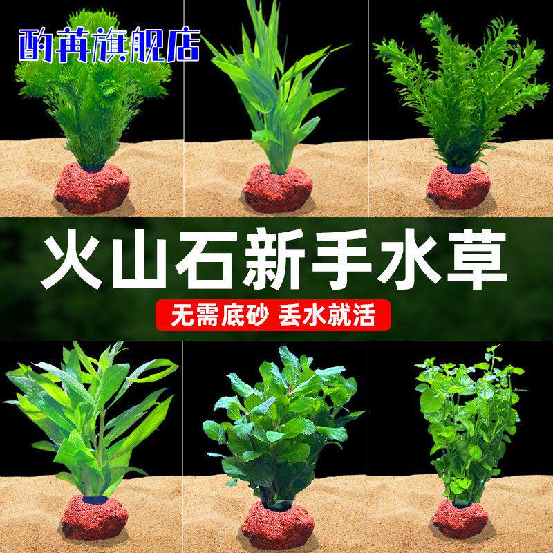 鱼缸阴性真水草造景套餐全套水榕