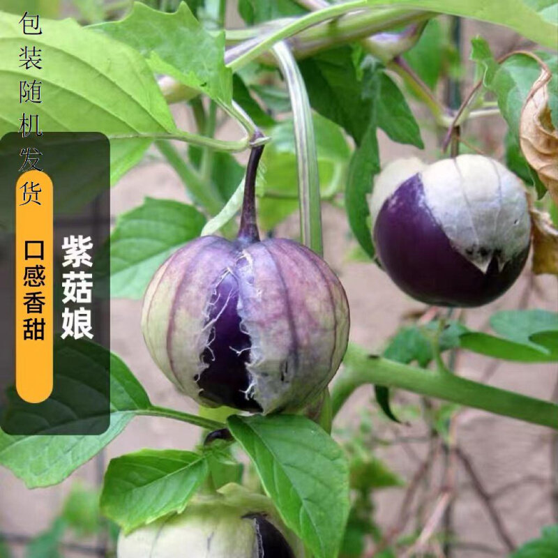 紫姑娘种子东北大紫姑娘紫皮浆果大果种子种子姑娘紫酸果水果果