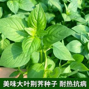 大叶荆芥种子香荆荠线田园蔬菜籽阳台播种盆栽可食用春季 荠菜香草