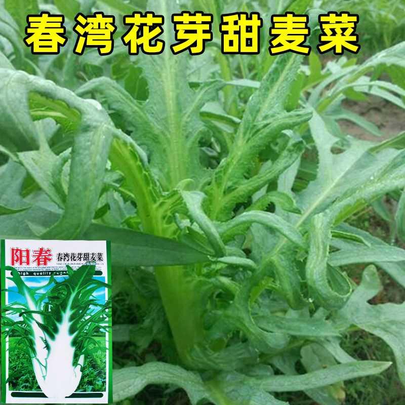 花芽唛菜种籽博白花芽孑唛种种子甜麦甜脆菜蔬菜菜籽苦麦种菜春湾