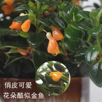 四季开花金鱼花吊兰盆栽室内绿甲植花卉多肉植物绿萝发财树好养吸醛。