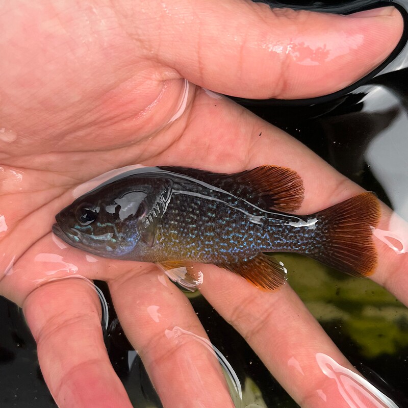 冷水凶猛原生观赏太阳鱼不加温小型鱼苗广温淡水肉食性皮实好养