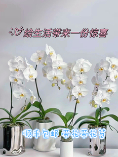 精品特AA级蝴蝶兰花真花白色花盆栽白兰花开花带花发货特大鲜花v3