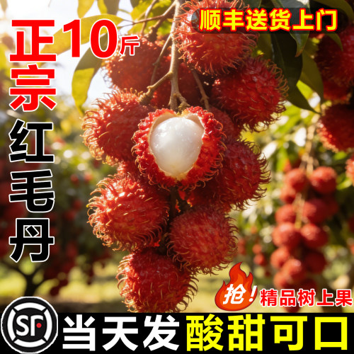【顺丰次日达】鲜甜红毛丹10斤