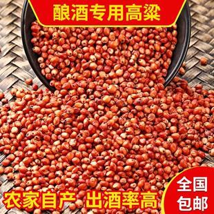 酿酒专用红高粱红缨子东北糯高粱农家自产酿醋食用鸽粮杂粮饲料