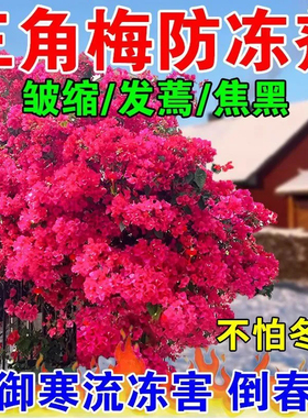 植物防冻剂抗寒抗冻液果树蔬菜花卉苗木园林大棚通用型植物防冻液