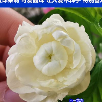 宝珠茉莉 超重瓣圆叶茉莉花盆栽四季浓香花卉 虎头茉莉宝珠小荷花