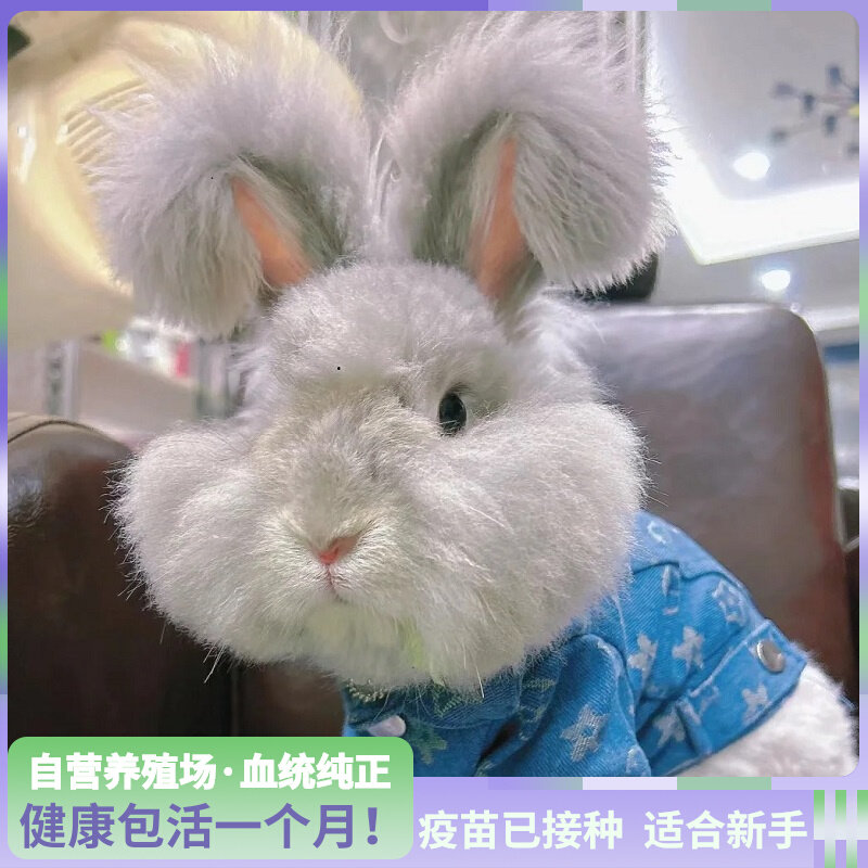 彩色安哥拉！兔子活物德英系双血统巨型长毛宠物成年幼兔宿舍好养