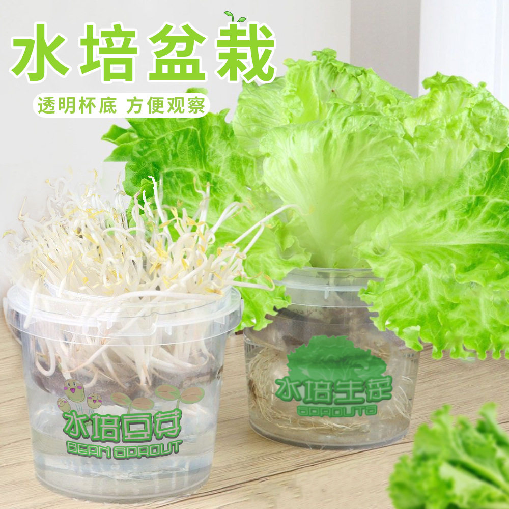 薄利多销儿童观察小种植水实验培