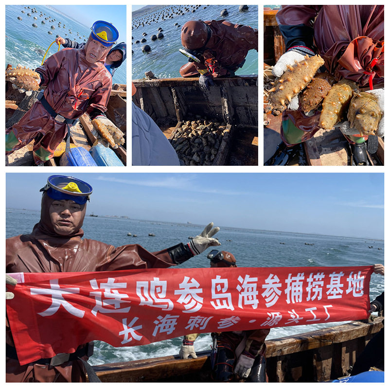 【源头直供】大连深海海参花海参籽海参卵新鲜冷冻海产品500g