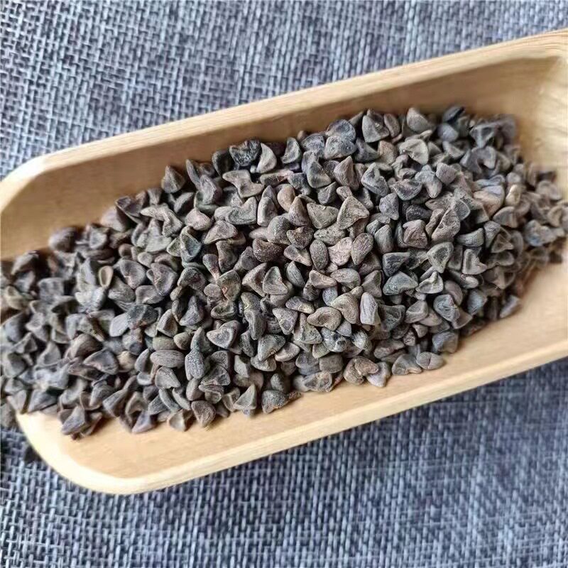 茼麻籽 麻果籽 青麻籽 麻果子 茼麻子