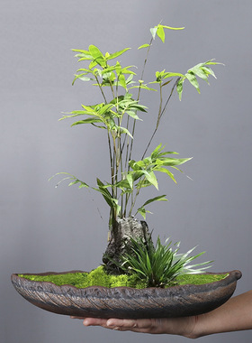 创意米竹文竹造景盆陶瓷家居客厅摆件鲜花插花器微景观多肉花盆