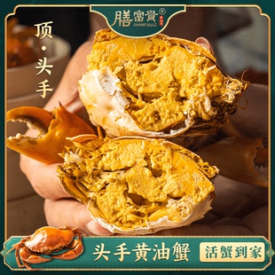 膳富贵正宗头手黄油蟹 膏蟹大闸蟹鲜活海鲜膏油蟹广东青蟹包邮包