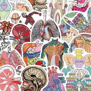 50张解剖学英文贴纸人体器官构造医学手账桌面笔记本装饰防水贴画