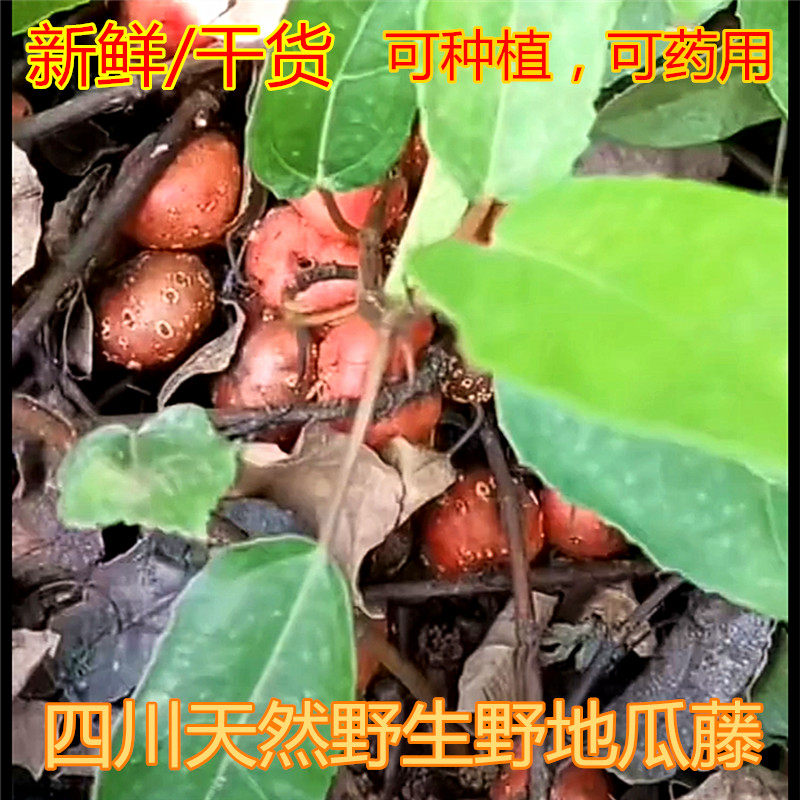四川野生新鲜野地瓜中药材地瓜藤地枇杷根种植地石榴泡地果榕地果