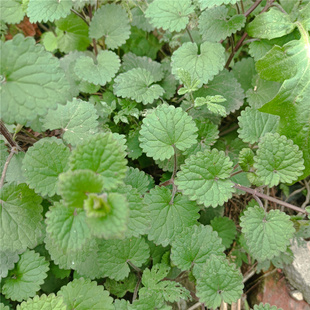 新鲜透骨消和血丹驳骨消风草连钱草遍地香透骨肖四方草连钱薄荷