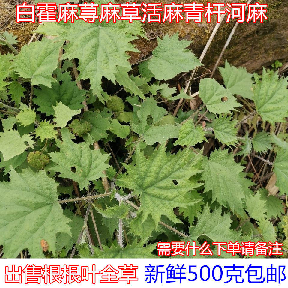 霍麻豁麻四川新鲜干货根杆叶