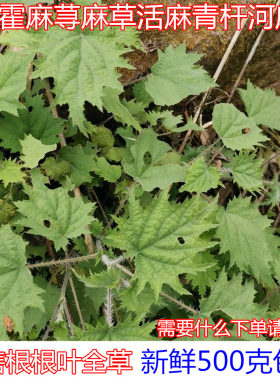 四川新鲜现挖白霍麻绿杆荨麻草大霍麻根红河麻咬人草青禾麻活麻叶