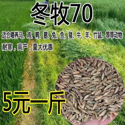 牧草种子多年生黑麦苜蓿草羊鸡鹅鱼70草种子耐寒冬牧养牛种子种籽