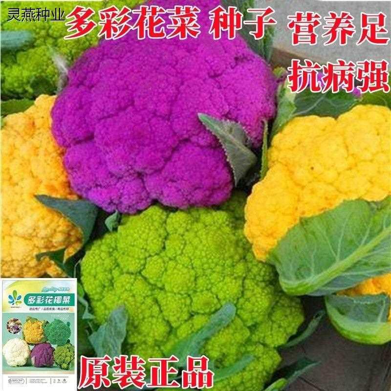 花菜种籽彩色花椰菜孑种子蔬菜种紫花四季绿黄阳台春菜种农家夏秋