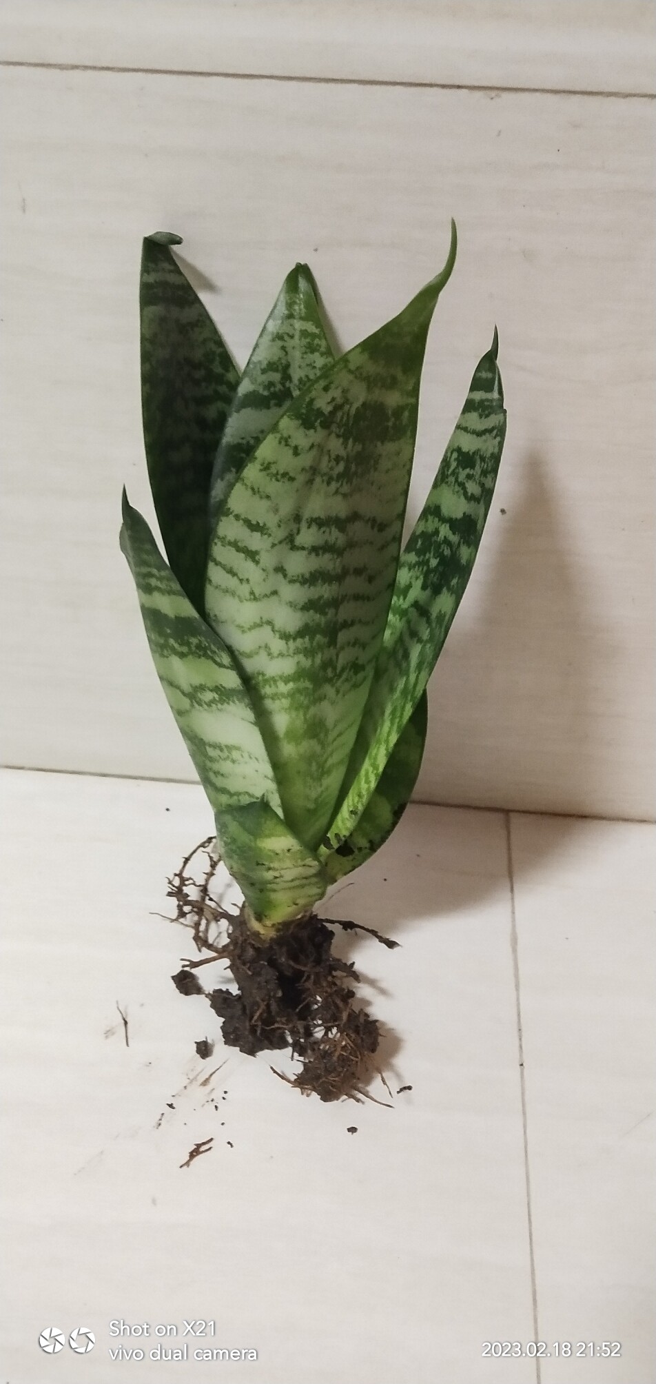 银脉矮脚小花猫虎皮兰,好养易活桌面绿植