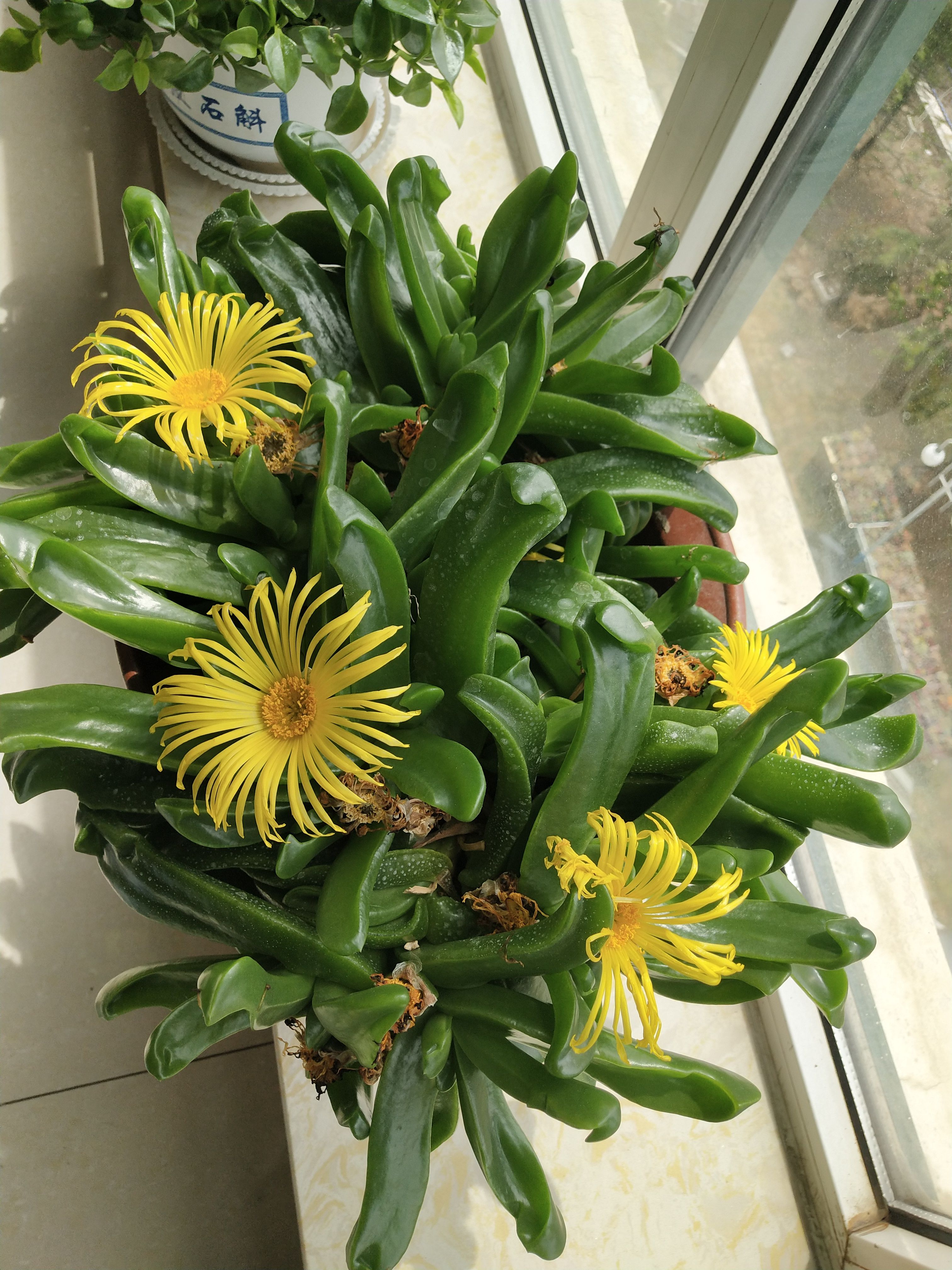 开花机器阳台美化净化番杏属