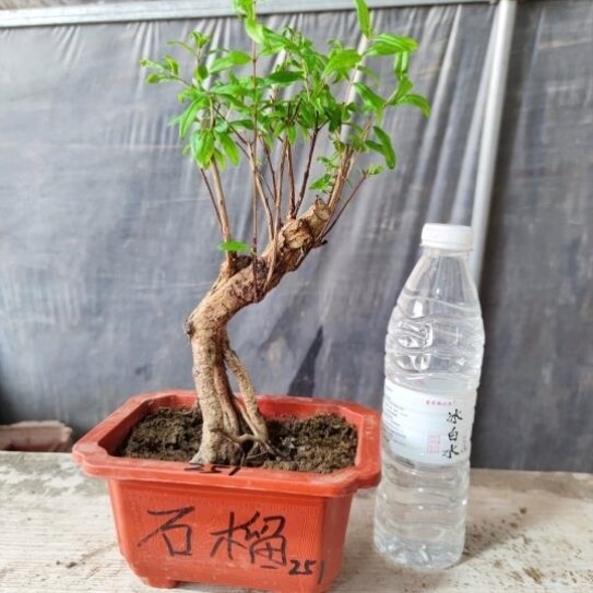 盆景园艺微小苗小品造型结果花卉植物盆栽桩矮霸素材石榴树提根绿