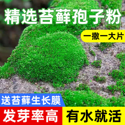 假山造景盆栽鲜活吸水石