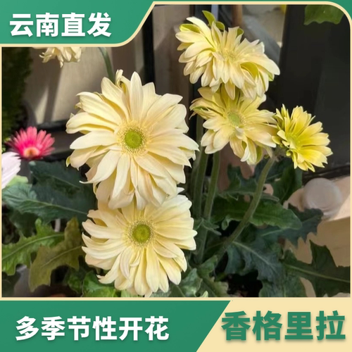 卷边稀有品亚丁 香格里拉高杆非洲菊花苗重瓣四季开花易活绿植苗