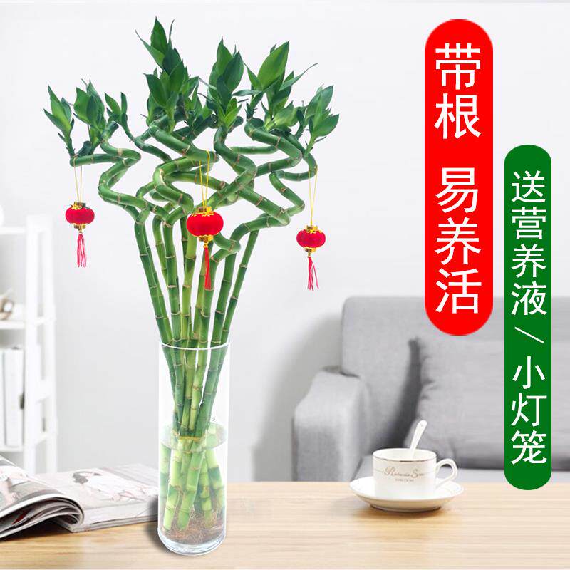 适合水养的花四季富贵竹带根弯竹花草植物盆栽室内工位易养活绿植