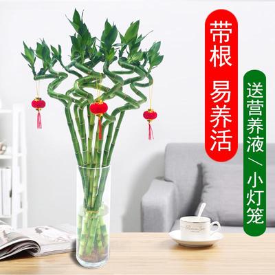 适合水养的花四季富贵竹带根弯竹花草植物盆栽室内工位易养活绿植