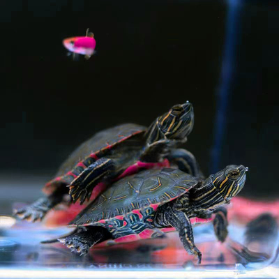 深水西部锦龟苗红腹地图龟黄耳吃粪观赏龟招财甜甜圈龟草龟小乌龟