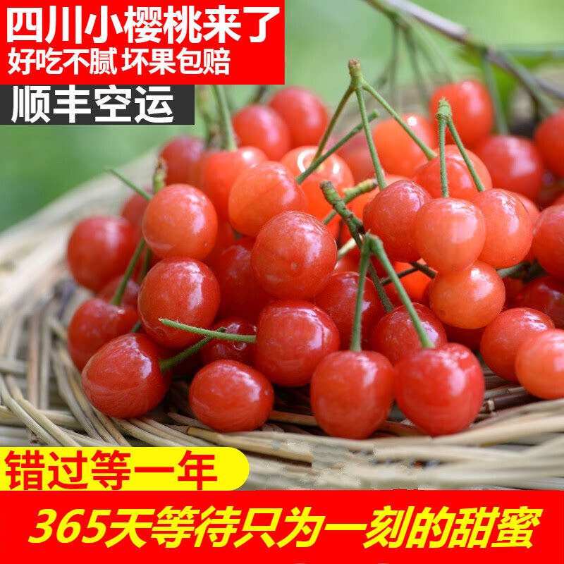 四川小樱桃新鲜水果攀枝花米易黄草小樱桃现摘顺丰包邮土恩桃儿