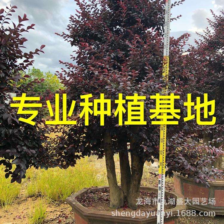 红花继木树桩价格福建红花继木树桩造型红花继木桩盆景