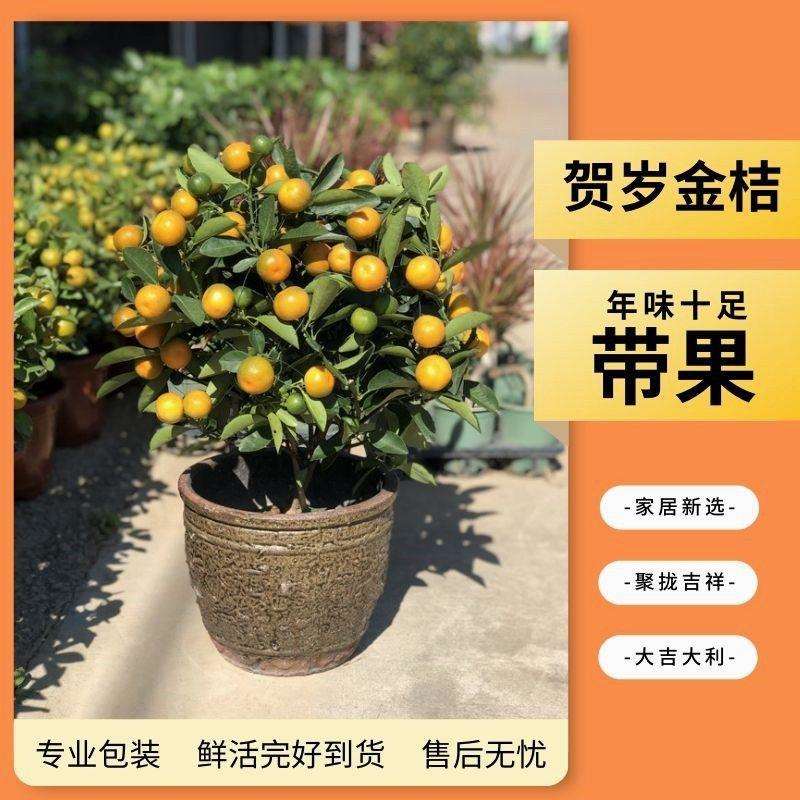 金桔树盆栽年宵花小金桔带果室内客厅办公室盆栽年桔发财果万年果