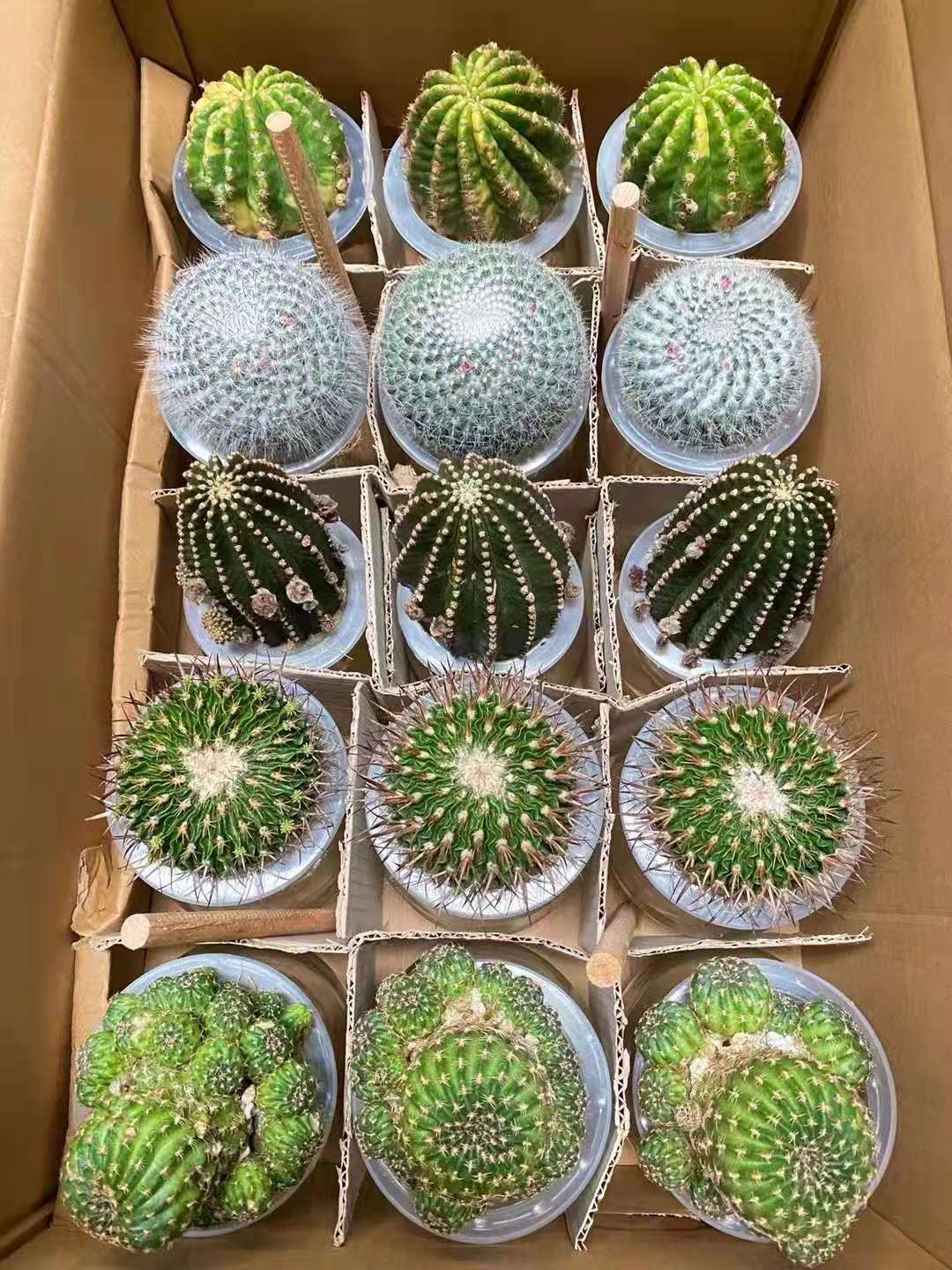【基地直供】家居植物花卉盆栽 植物盆栽 随机仙人球水培混装