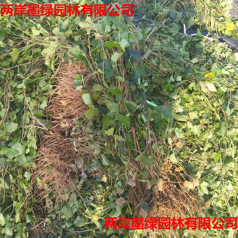 书房卧室常春滕盆栽滕蔓绿植藤四季常青爬滕垂挂庭院园林小苗包邮