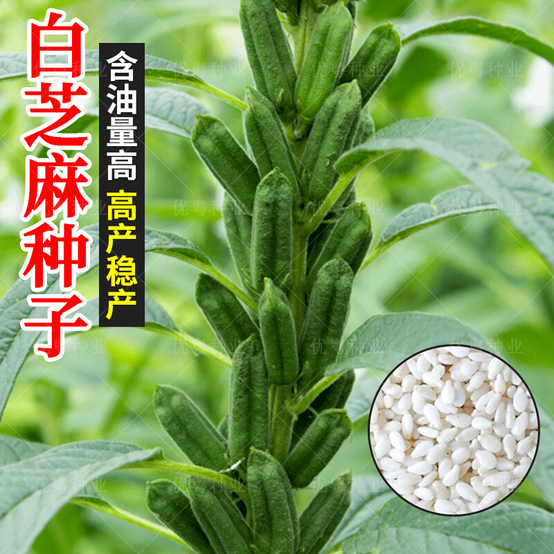 矮杆单杆白芝麻种子耐重茬特高产含油高杂粮芝麻种籽农家蔬菜种孑