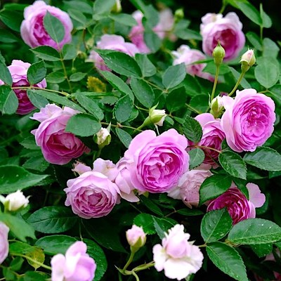 玛姬婶婶阳台盆栽月季庭院地栽耐寒耐旱抗病勤花丰花微月分枝性好