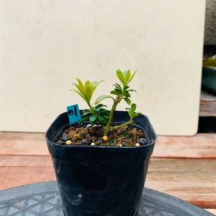 木木三/原生小叶红芽珍珠罗汉松扦插小苗盆景 办公桌茶台造型盆景
