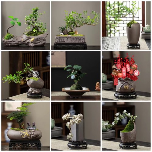 金边六月雪 开花香满屋 飘枝办公室桌面好养 盆栽悬崖造型绿植